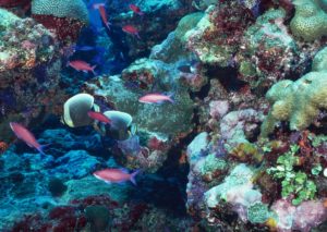 Status of and Threat to Coral Reefs