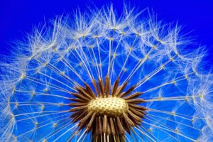 Dandelion: an audacious and radical geothermal energy startup?