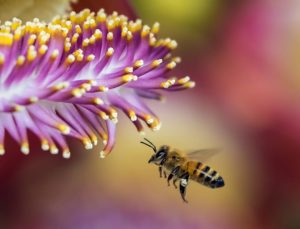 The Demise of Bee Dancing Has a Surprisingly Positive Outcome