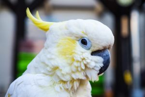 How to Take Care of a Cockatoo