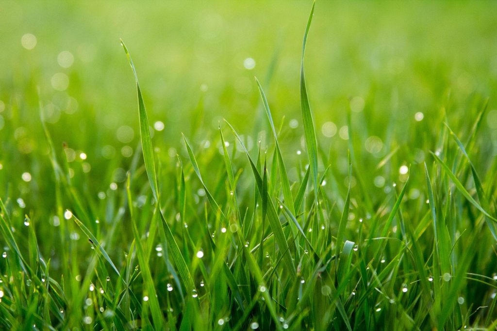 Climate Change is Forcing Grass to Germinate Faster